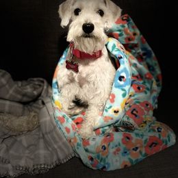 Dory - Miniature Schnauzer