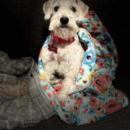Dory - Miniature Schnauzer