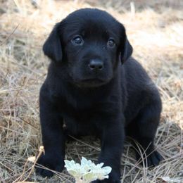 Labrador Retrievers from Sierra Valley Labs