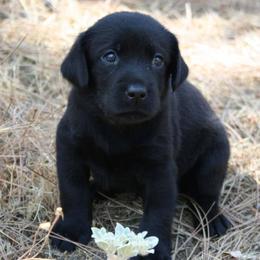 Labrador Retrievers from Sierra Valley Labs