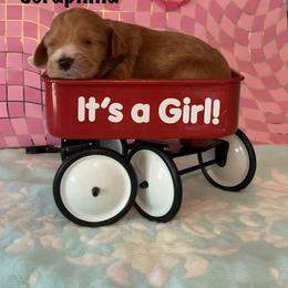 Seraphina - Red and white female Cockapoo puppy in Indiana from MoonShine Babies