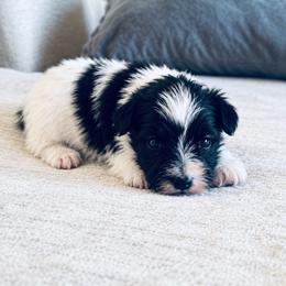 Boy 1 - Parti male Miniature Schnauzer puppy in El Reno, Oklahoma from Shannon's Miniature Schnauzers