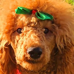'Lady Whistledown' Penelope - Red  Poodle puppy in Woodbridge, Virginia from Rosa Red Standard Poodles