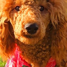 'Lady Whistledown' Penelope - Red  Poodle puppy in Woodbridge, Virginia from Rosa Red Standard Poodles