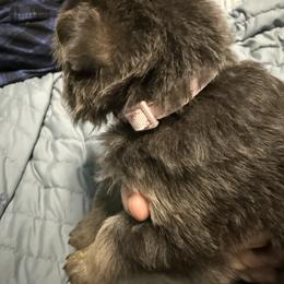 Collar light pink 8 - Blue female German Shepherd puppy in Newsoms, Virginia from A Tier Above Shepherds