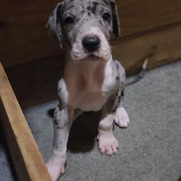 Otis - Mantle merle male Great Dane puppy in Walker, Louisiana from La Rebel Danes