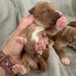 Girl 2 - Red  female Goldendoodle puppy in Glendale, Arizona from Follow Your Bliss Doodles