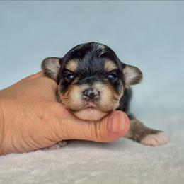 Comet - Black and tan male Yorkshire Terrier puppy in Blacksburg, South Carolina from Hess Pooches LLC