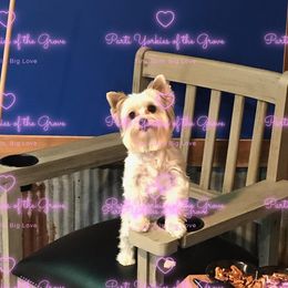 Esa - Yorkshire Terrier