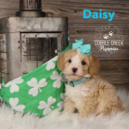 Daisy - Yellow and white female Bernedoodle puppy in Heyworth, Illinois from Cobble Creek Puppies