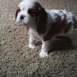 Cavalier King Charles Spaniel Puppies from Georgia Alabama Cavaliers