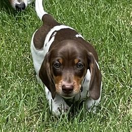 Dachshund Puppies from Welden’s Miniature Dachshunds