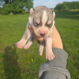 Boy 3 - Gray and white male Siberian Husky puppy in Bingham, Illinois from Siberian Instincts Kennel