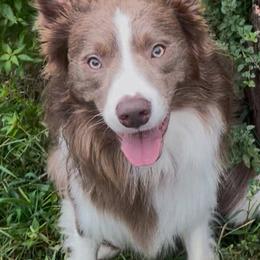 Jasper - Border Collie