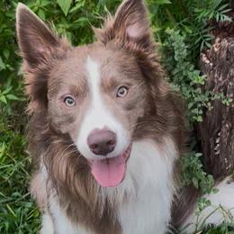 Jasper - Border Collie