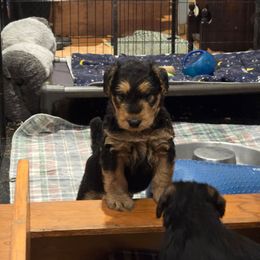 Girl 1 - Black and tan female Airedale Terrier puppy in Ulster County, New York from Gilded Aire