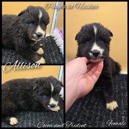 Allison - Black and white female Siberian Husky puppy in Bloomfield, Indiana from Paiges lil huskies