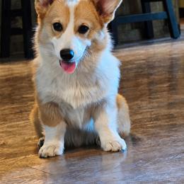 Lainey - Pembroke Welsh Corgi