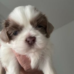 Sparky - Liver and white male Shih Tzu puppy in Ridgecrest, California from Love4Shihtzu
