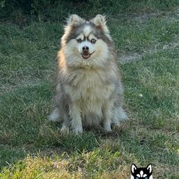Nikki - Pomsky