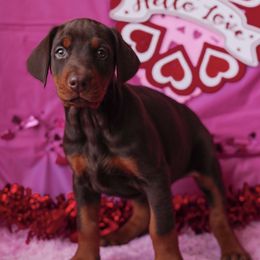 Doberman Pinscher and Labrador Retriever Puppies from GFDutton Retrievers & Dalla Grazia Dobermans