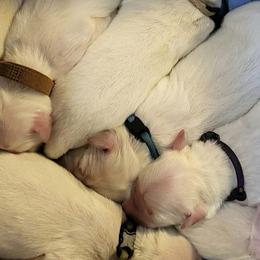 Female 2nd pick of M litter in honor of my Mother - Light golden female Golden Retriever puppy in Fithian, Illinois from LOMAH Retrievers
