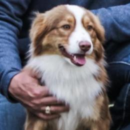 Miniature Australian Shepherds from P's Aussies