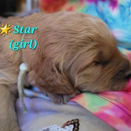 Goldendoodle Puppies from 3 Willows Goldendoodles