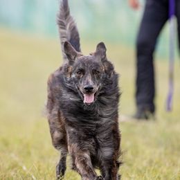 Dutch Shepherds from Kent's Dutch Shepherds