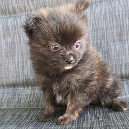 Glenda - Brindle female Pomeranian puppy in Hooksett, New Hampshire from Granite State Pomeranians