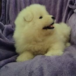 Samoyed Puppies from Mountain Laurel Samoyeds