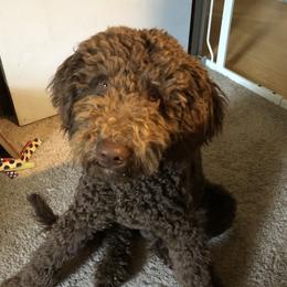 Goldendoodles from Mimi’s Goldendoodles