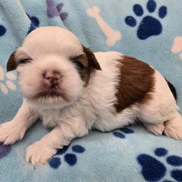 Mochi Boy 1 - Liver and white male Shih Tzu puppy in Oakville, Washington from Garrard Creek Shih Tzus