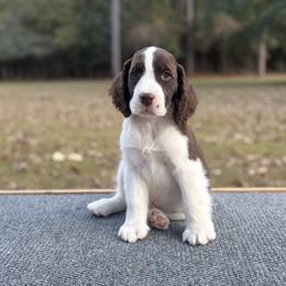 Lucas - Liver and white male English Springer Spaniel puppy in Las Vegas, Nevada from Legacy