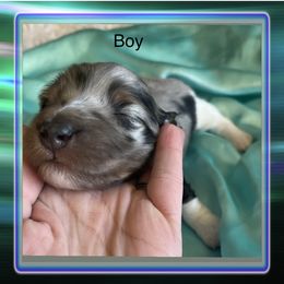 Boy 1 - Dachshund puppy in Missoula, Montana from Rocky Mountain Dachshunds