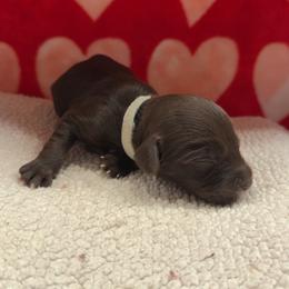 Grey Boy - Chocolate male Australian Labradoodle puppy in Oxford, Mississippi from Stony Brook Australian Labradoodles