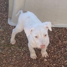 Boy 1 - White and red male Ibizan Hound puppy in Oklahoma from Nevaeh Ibizan Hounds