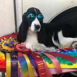 English Springer Spaniels from Kytra's Kennels