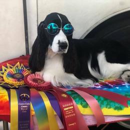 English Springer Spaniels from Kytra's Kennels