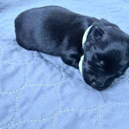 Seafoam Green Collar - Black female Scottish Terrier puppy in Puyallup, Washington from Rainier Scotties