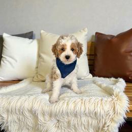 Frost - Parti male Maltipoo puppy in St. George, Utah from Winchester Hills Poodles and Doodles