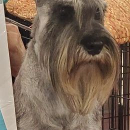 Standard Schnauzers from Moon Flower Farm