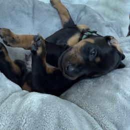 Doberman Pinscher Puppies from Haus of Hound