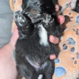 Boy 2 - Black and tan male Pomeranian puppy in Danielsville, Georgia from PassionatePomPoms