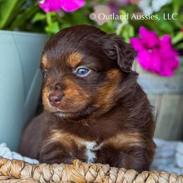 Pepsi - Red tri female Miniature Australian Shepherd puppy in Oklahoma City, Oklahoma from Outland Toy & Mini Aussies