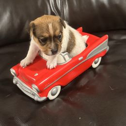 Sophia’s Girl 1 - Brown and white female Jack Russell Terrier puppy in Greeneville, Tennessee from Wampler Jacks