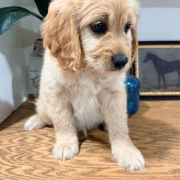 Joker - Apricot male Cavapoo puppy in Grand Blanc, Michigan from Halsey Poodles and Doodles