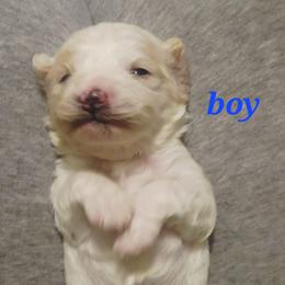 Moe - White male Cavapoo puppy in Wentworth, Missouri from Newton County Cavaliers & Cavapoos LLC
