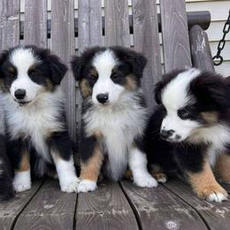 Miniature American Shepherd Puppies from Callen Kennels