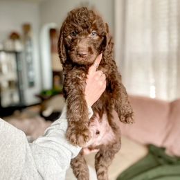 Double Doodle and Labradoodle Puppies from Magnolia & Finn Doodles
